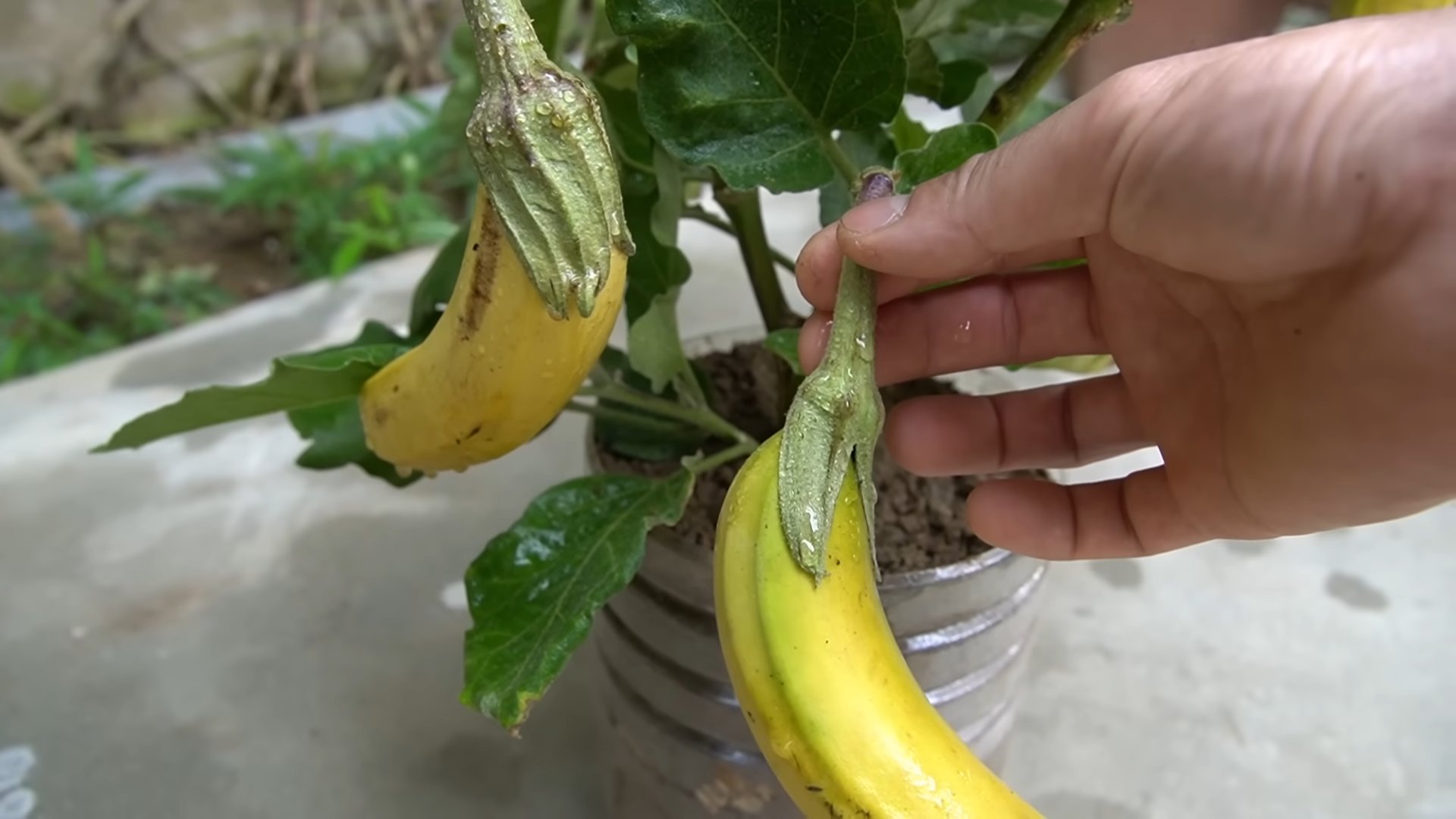 Auberginen mit Banane anbauen