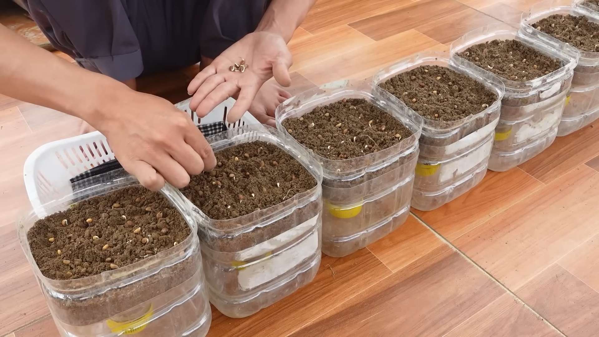 Drachenfrucht schneller ziehen