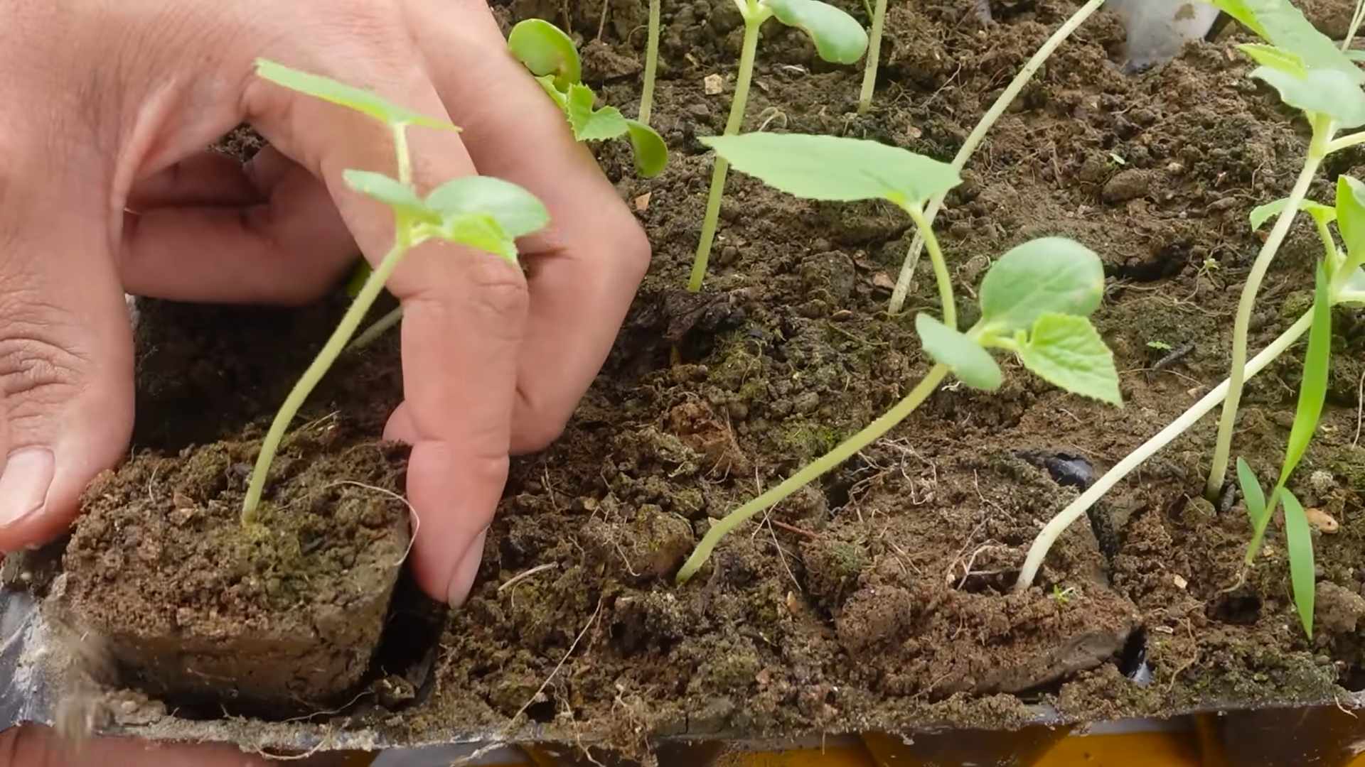 Königsmelone Anbau Tipps