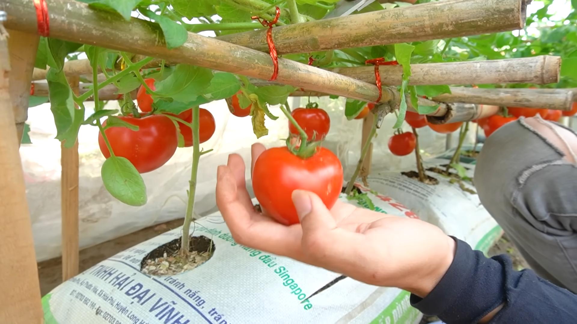 Tomaten Ernte steigern