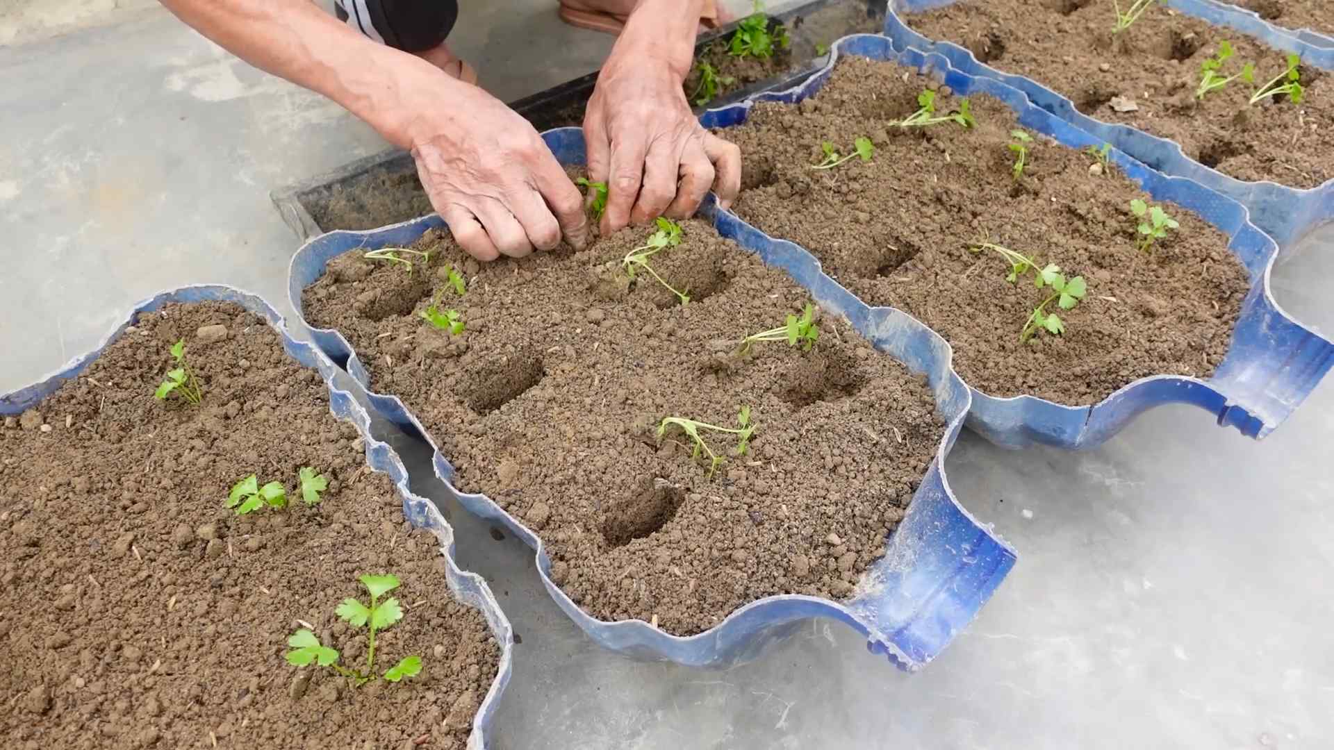 Balkon Sellerie einfach anbauen