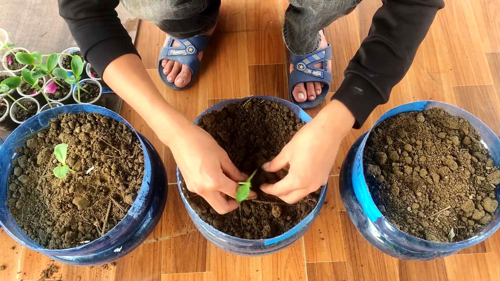 Zucchini Anbau Terrasse