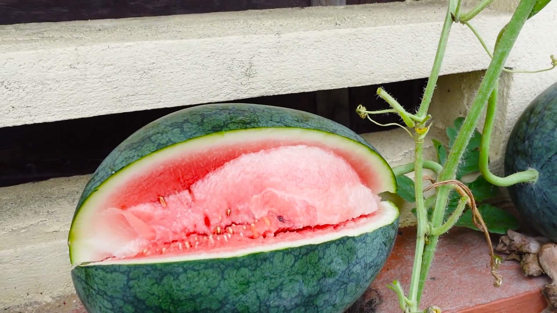 Wassermelone Anbau Dachgarten