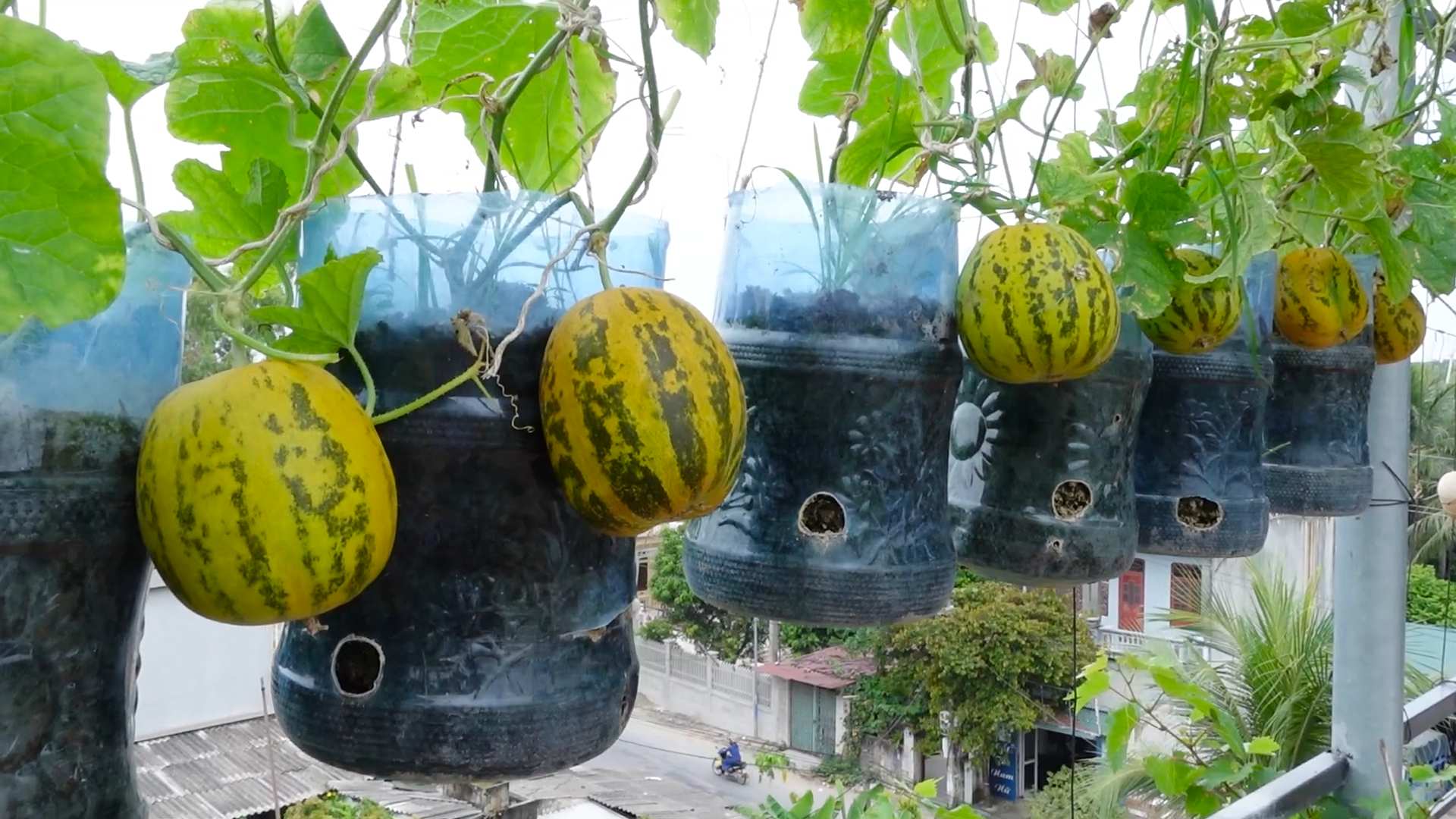 Wassermelone anbauen zu Hause