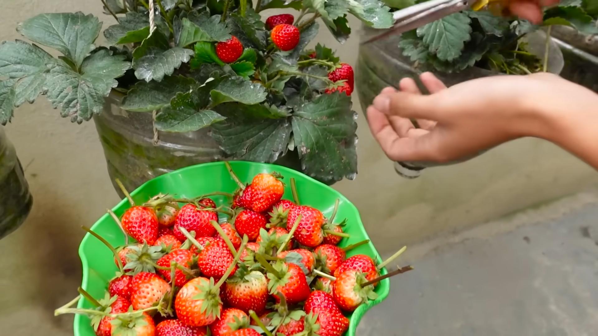 Erdbeeren im Topf pflanzen