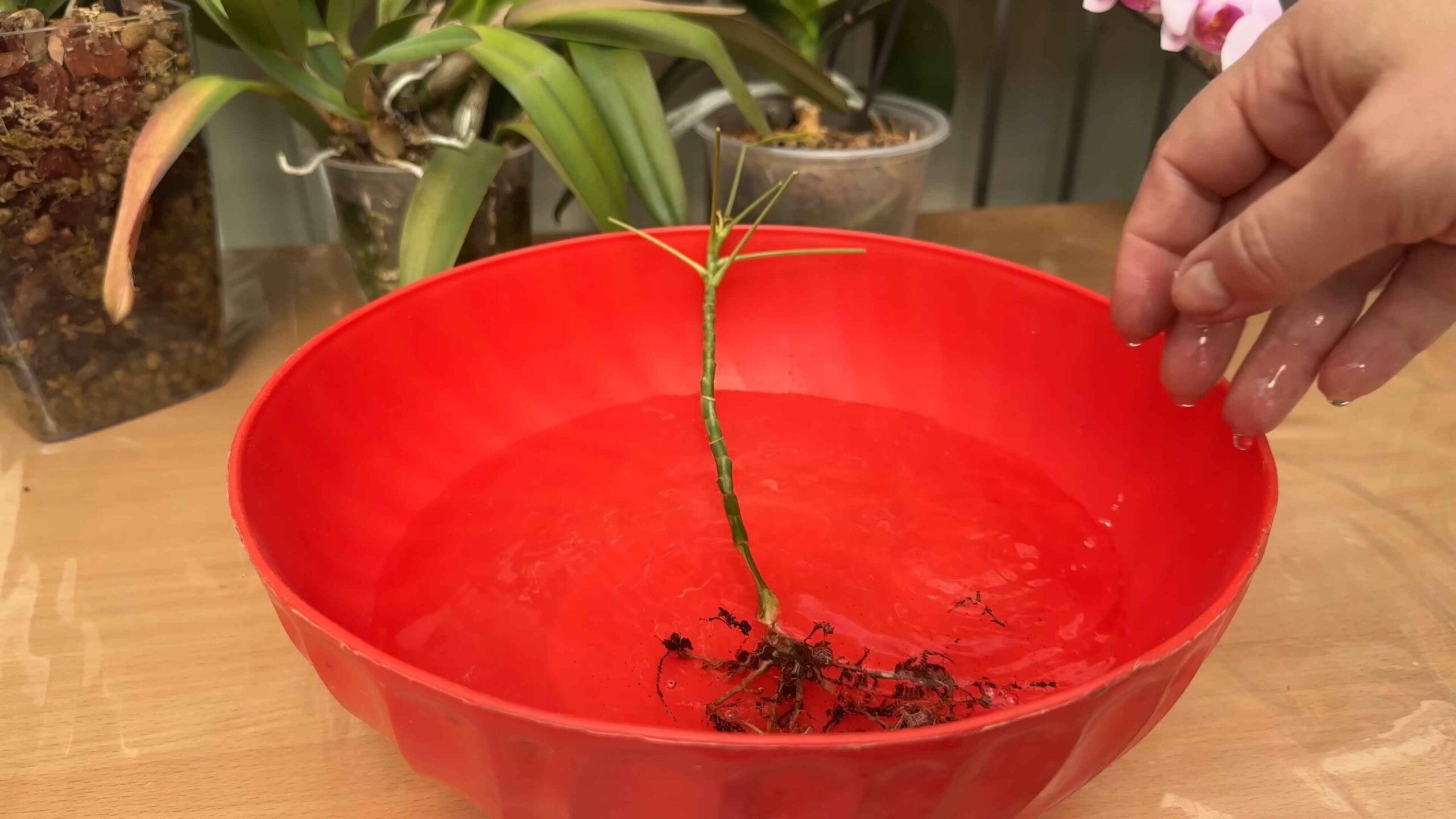 Pflanzen retten DIY