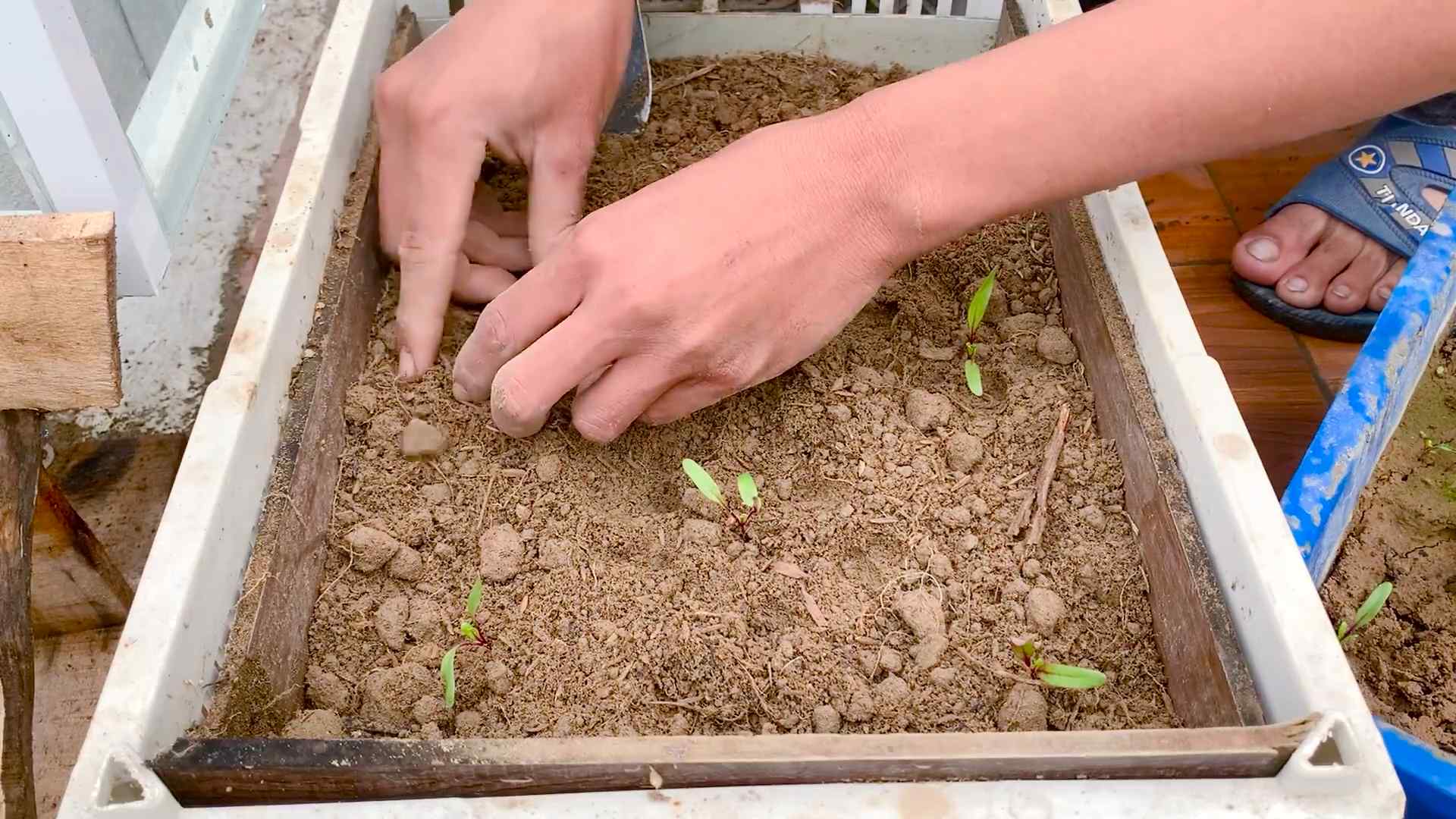 Rote Bete Anbauen Anleitung