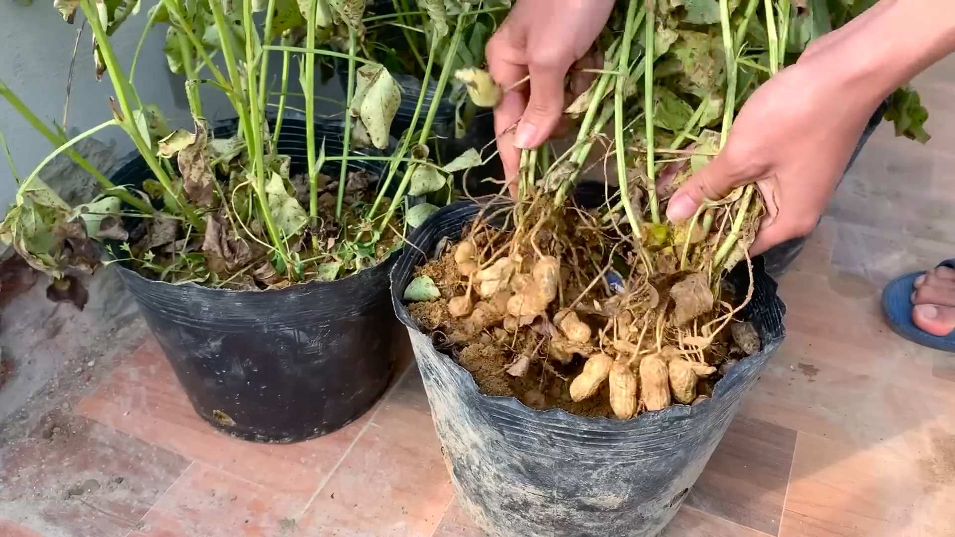 Erdnüsse zu Hause anbauen