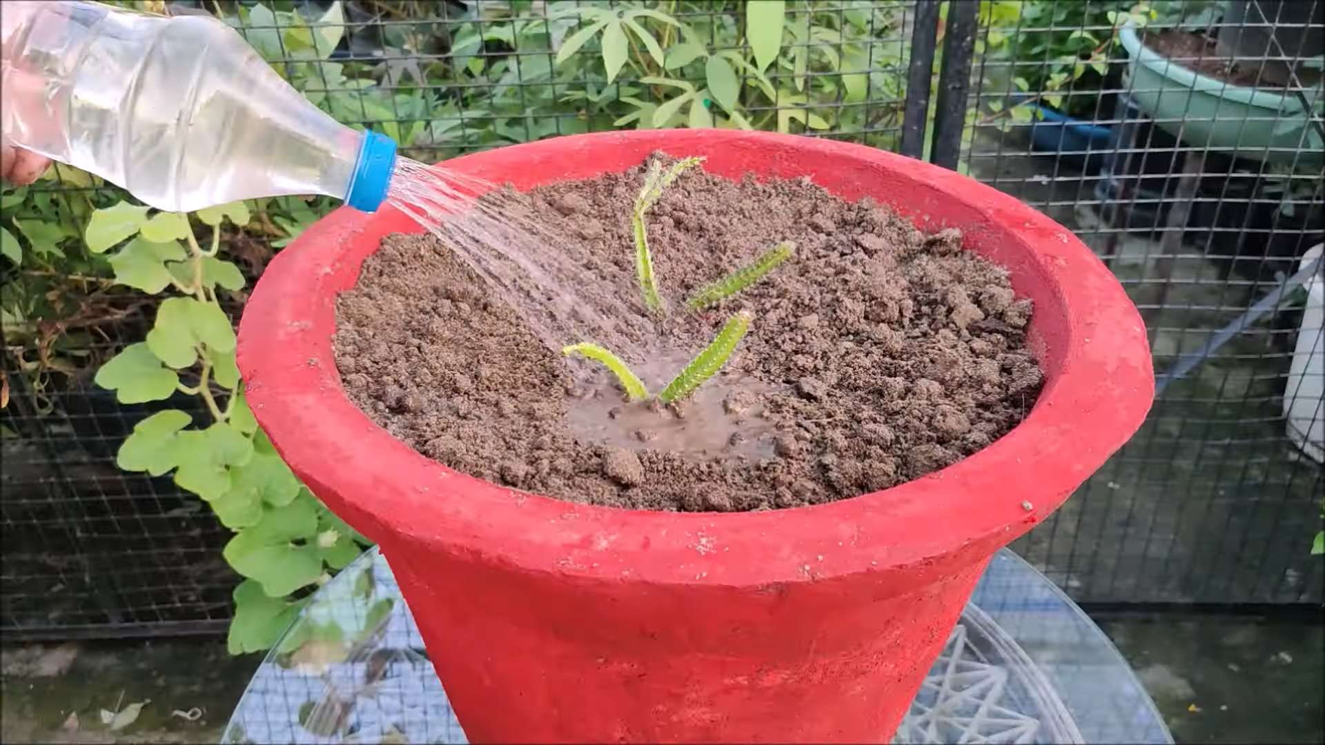 Drachenfrucht anbauen im eigenen Garten