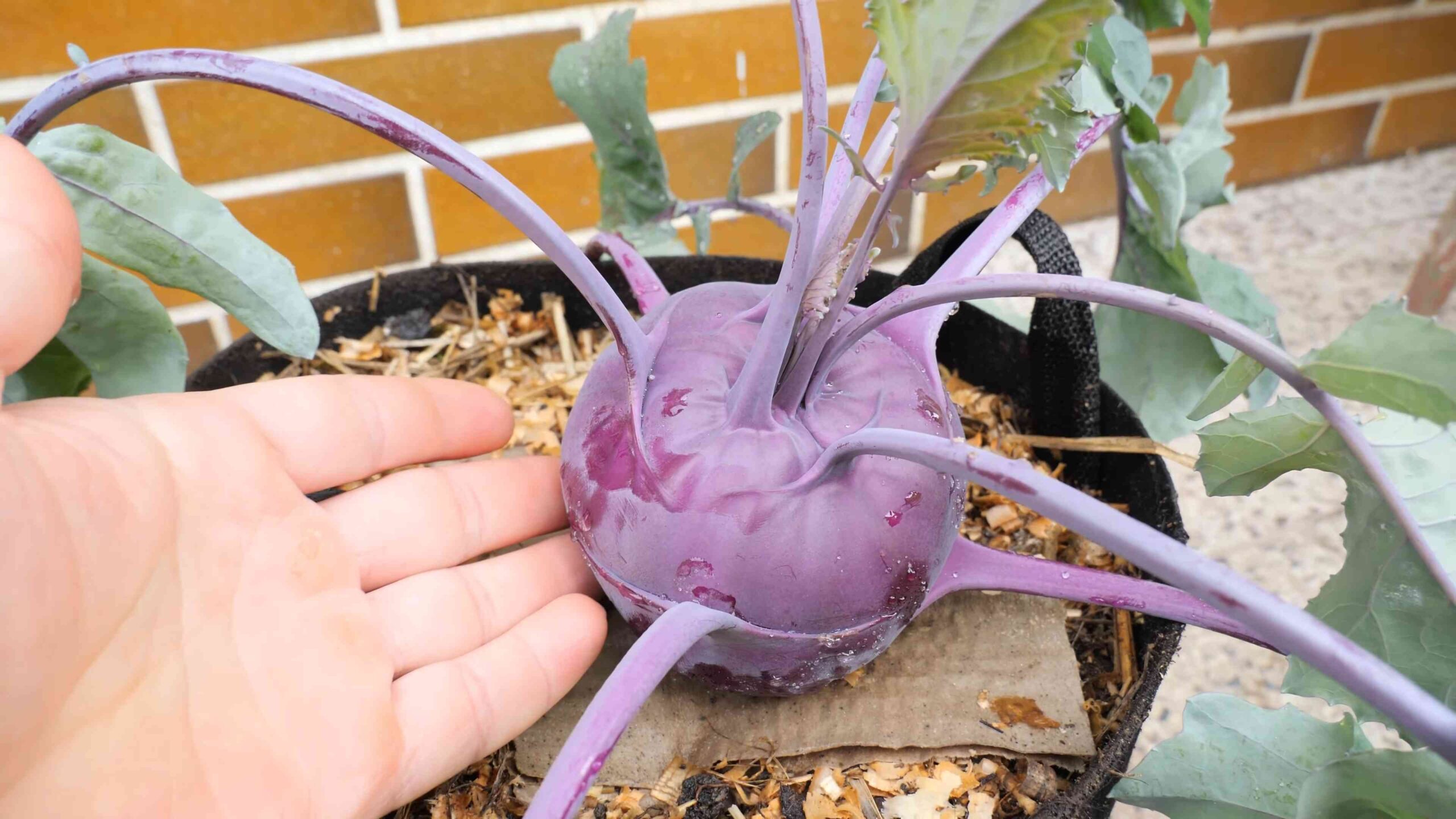 Kohlrabi Anbau und Ernte