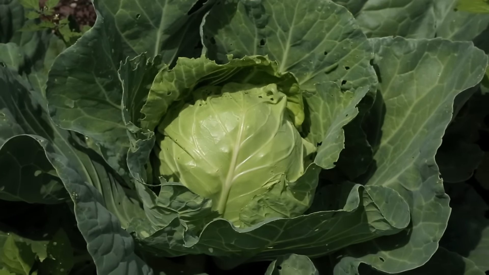 Kohl Anbau Einfache Anleitung