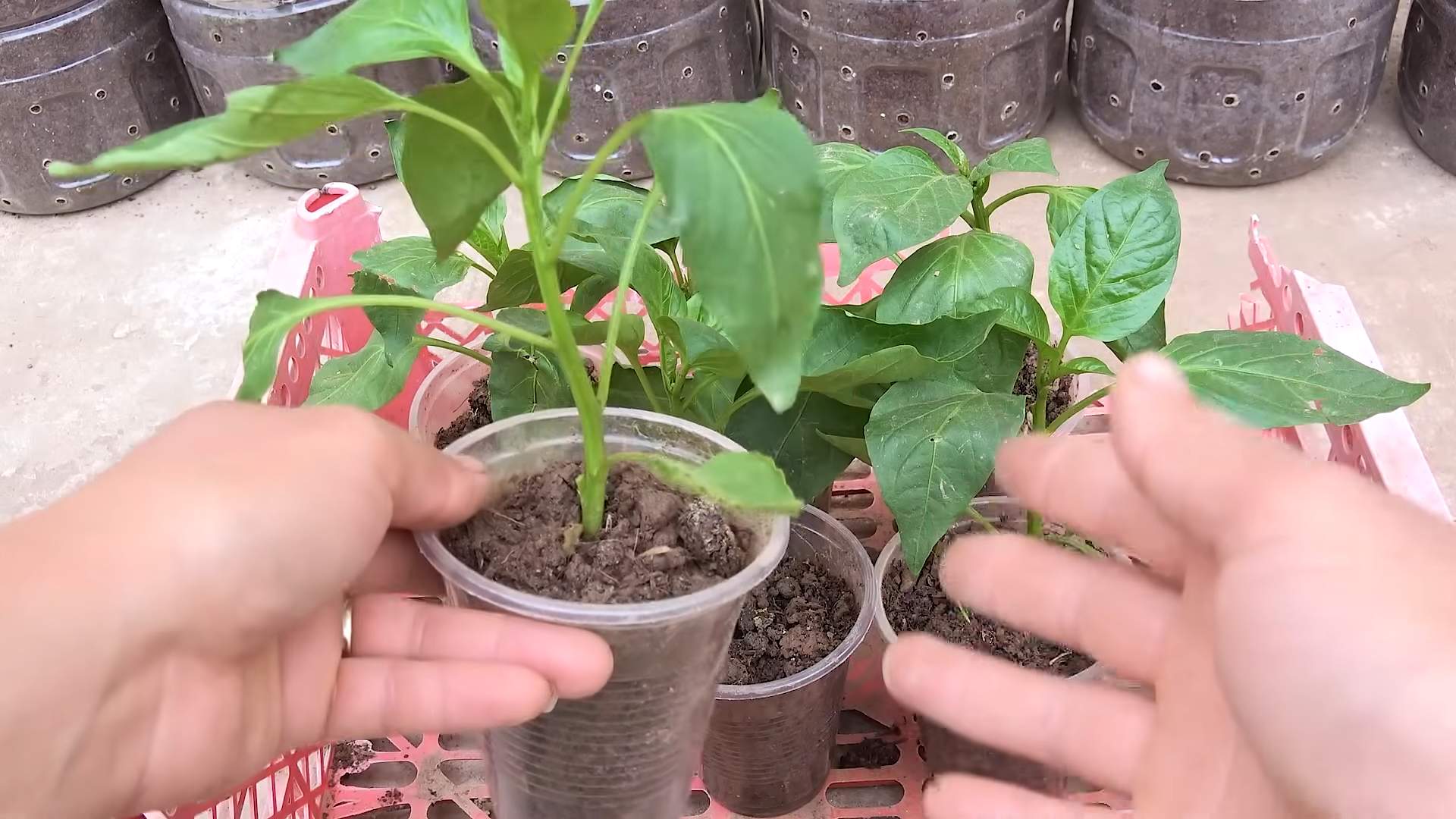 Paprika anbauen zu Hause
