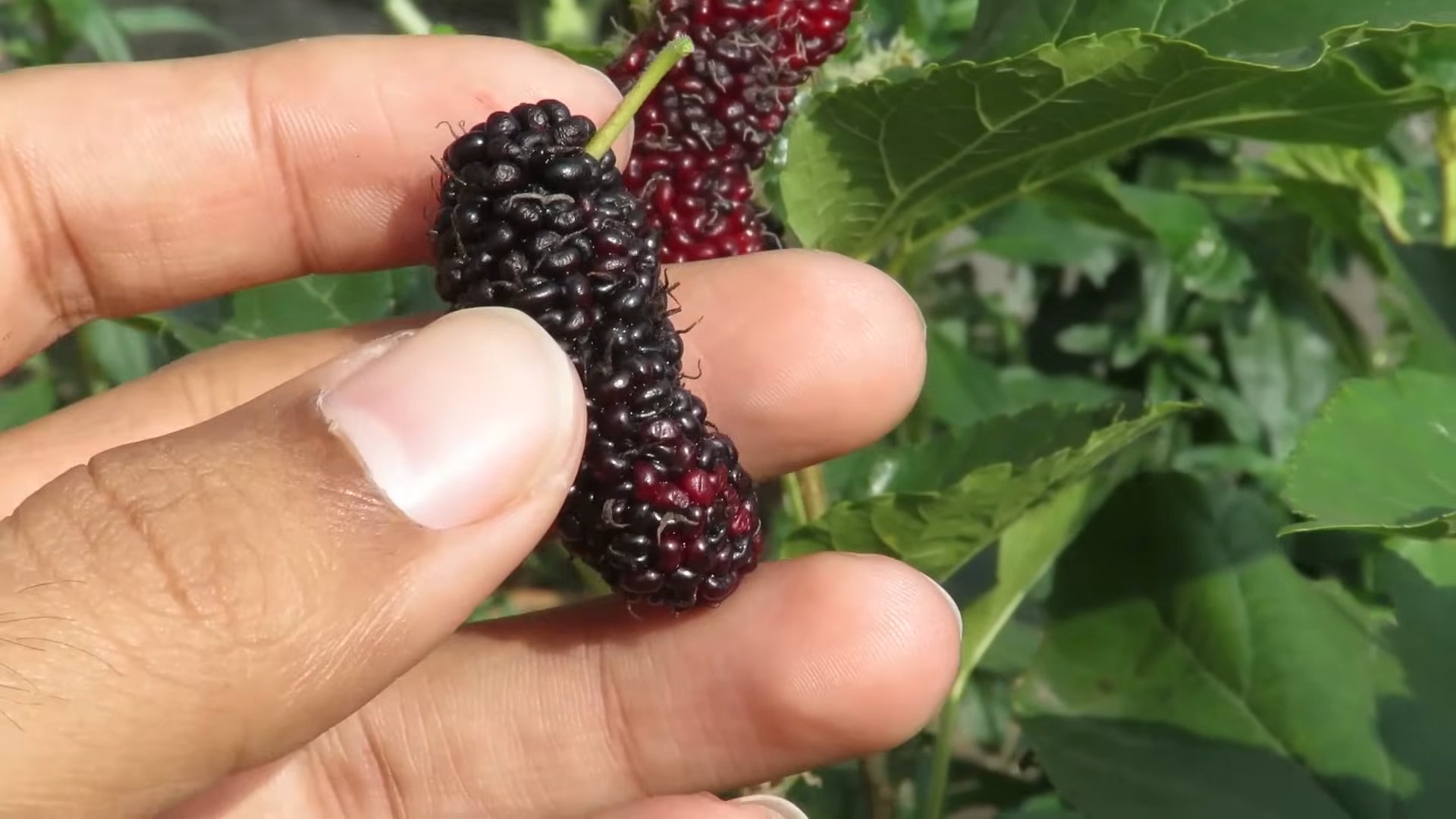 Maulbeerbaum im Garten anbauen