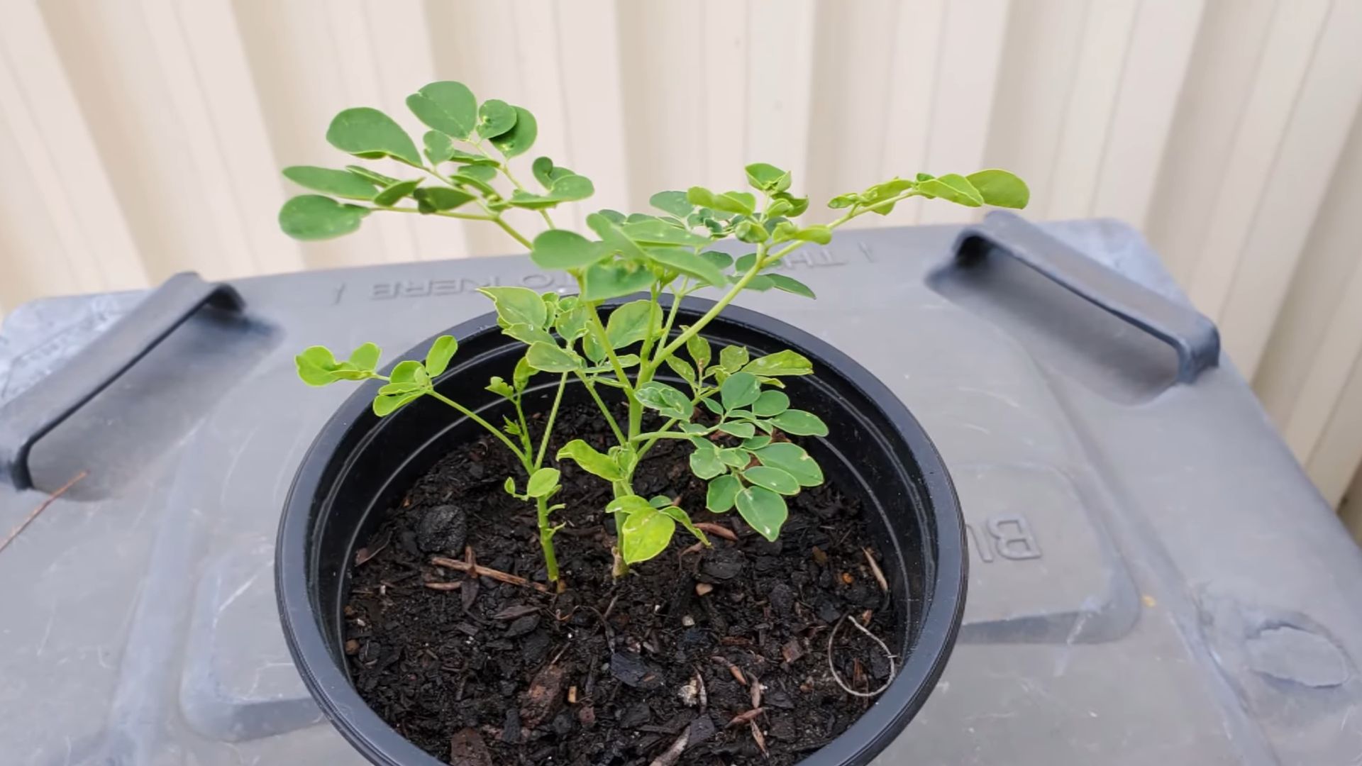 Moringa Blätter selbst anbauen