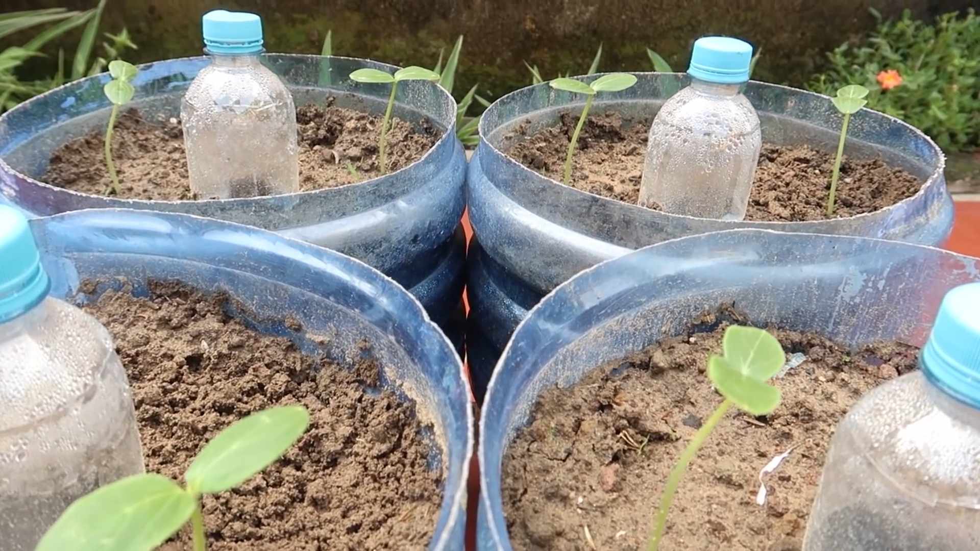 Gurken pflanzen anleitung