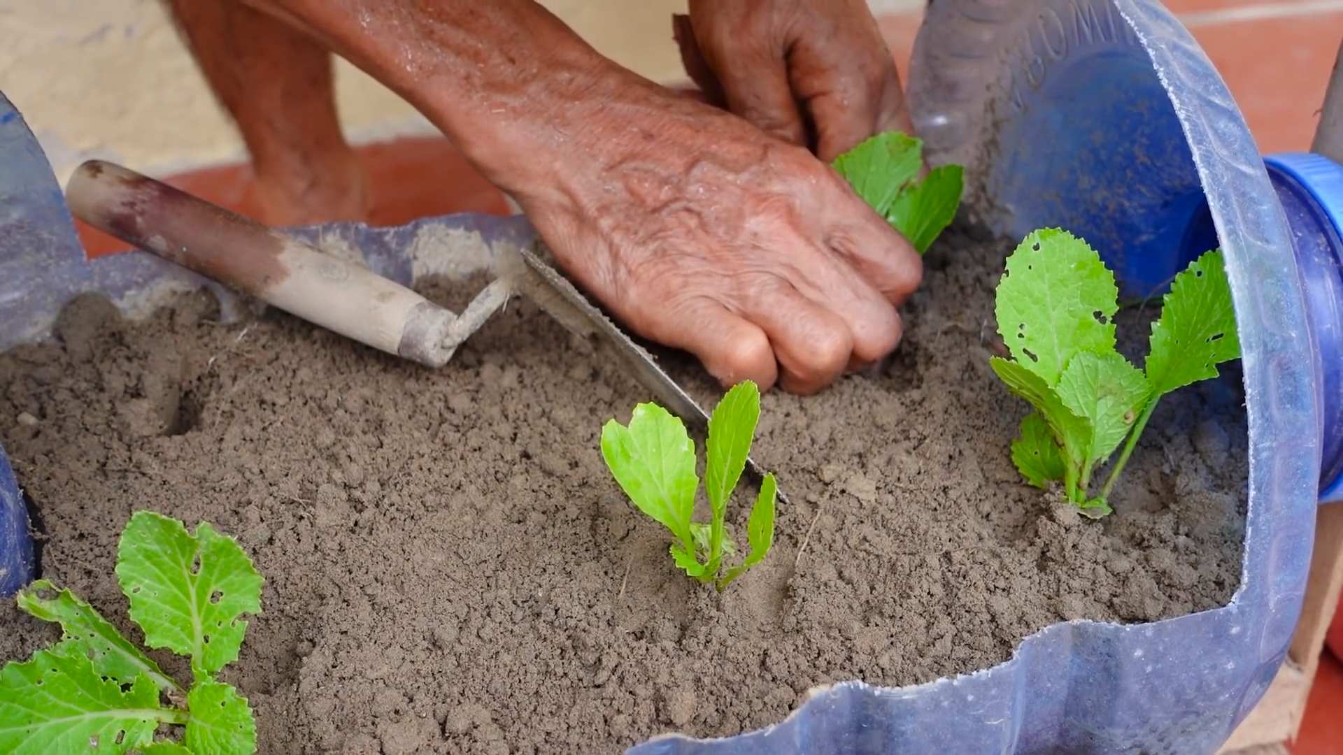 Senfgrün im Flaschengarten anbauen
