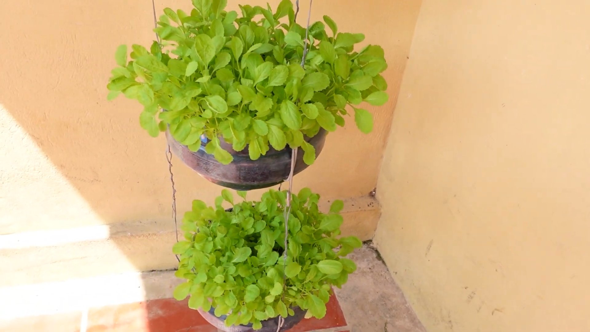 Hängender Amaranth anbauen