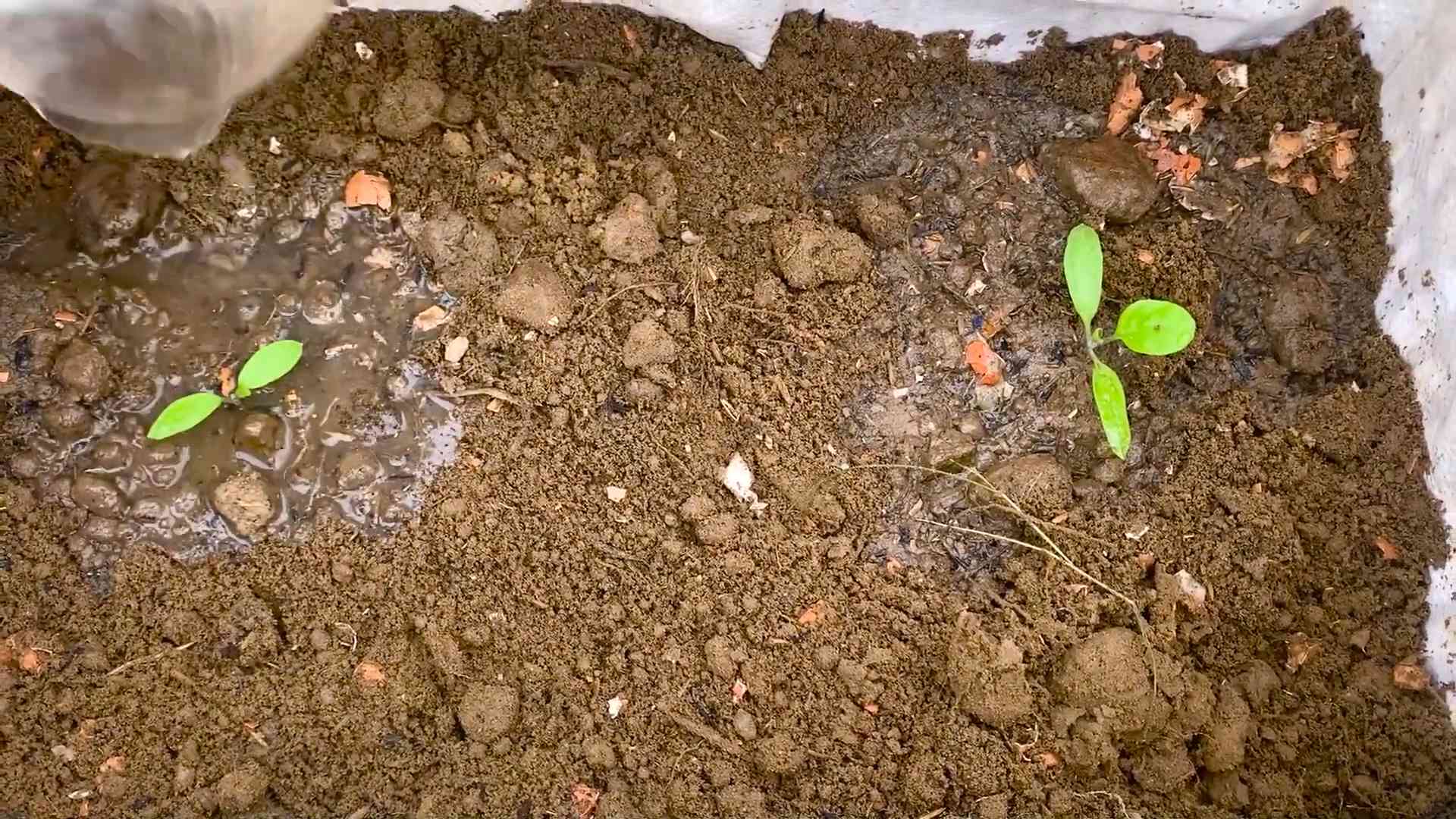 Aubergine Anbauen im Garten
