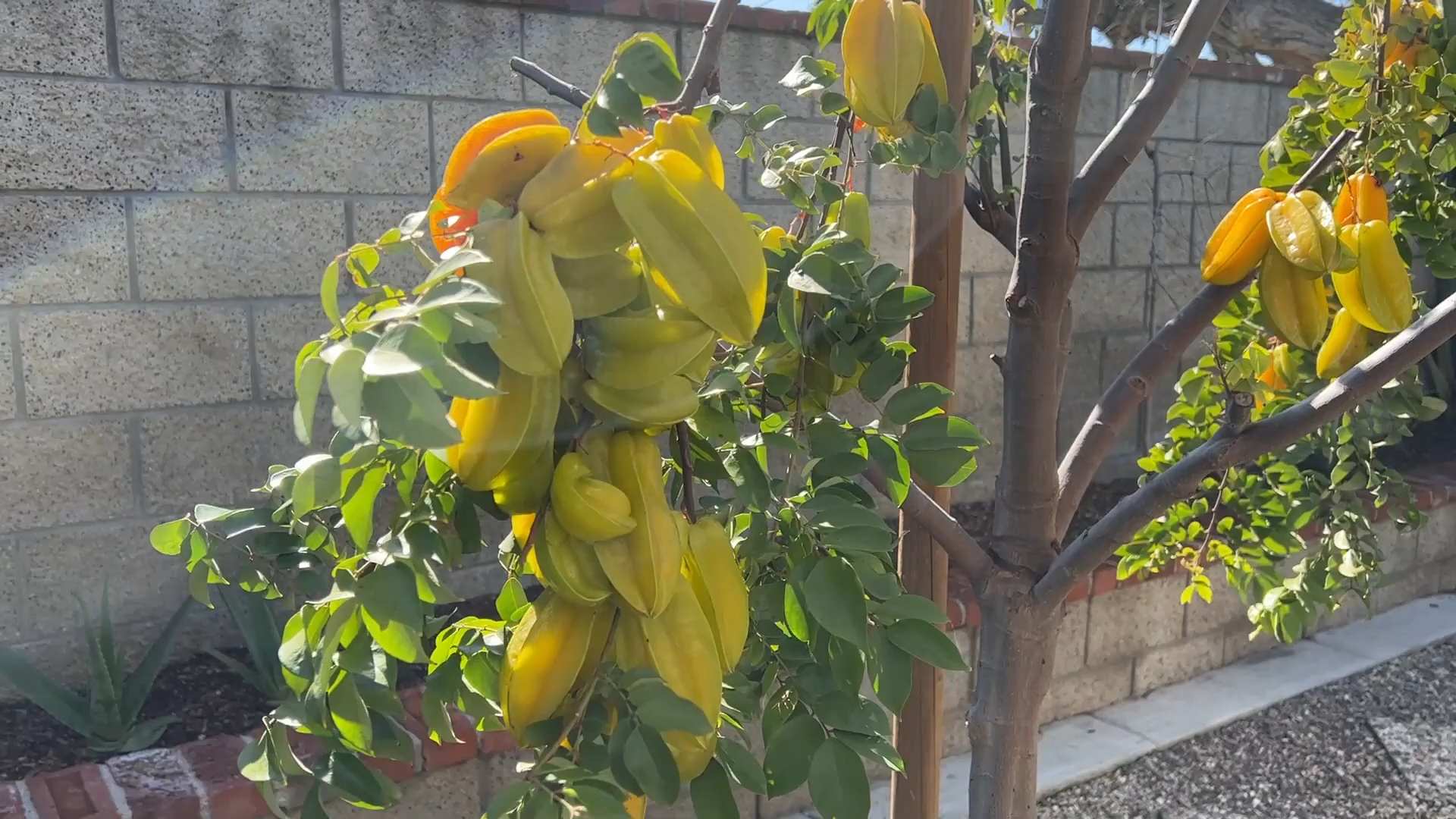 Sternfrucht Pflege Anleitung
