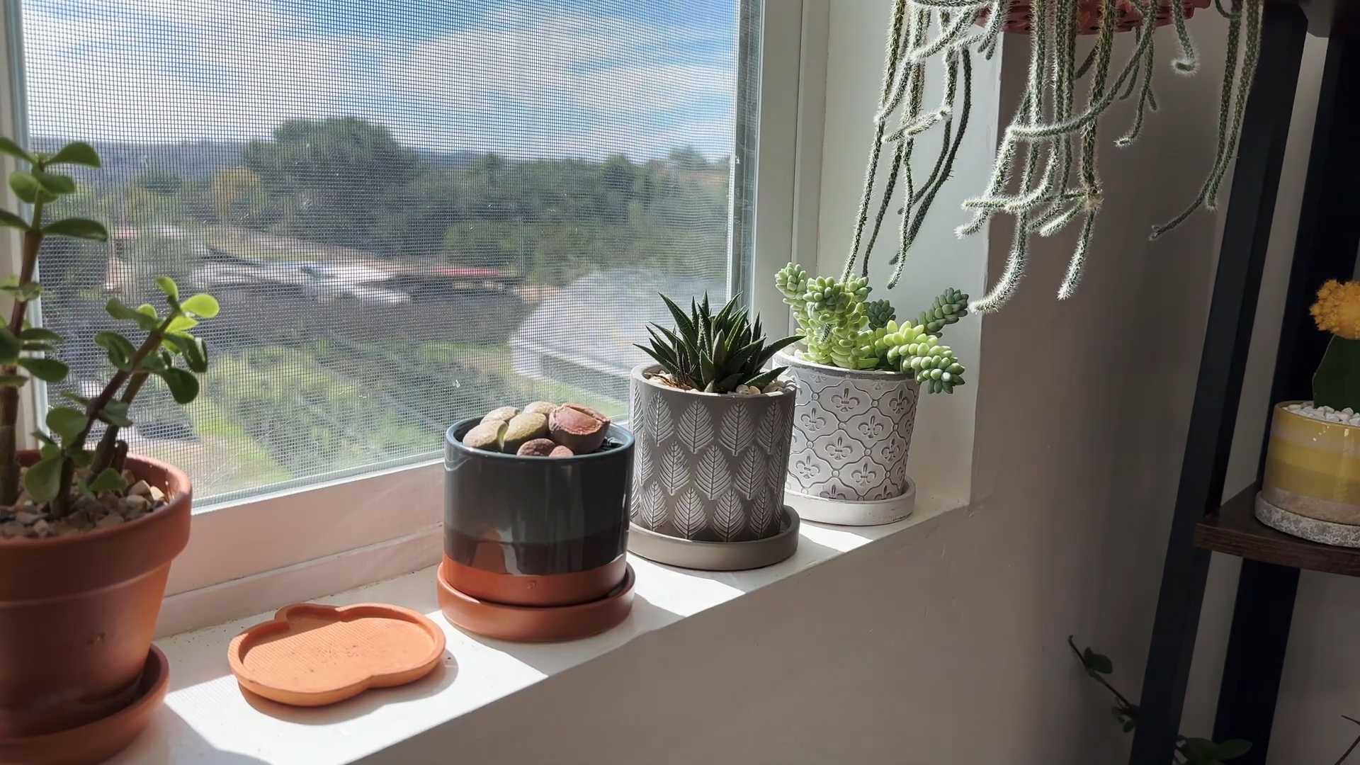 Lithops Pflege und Anbau