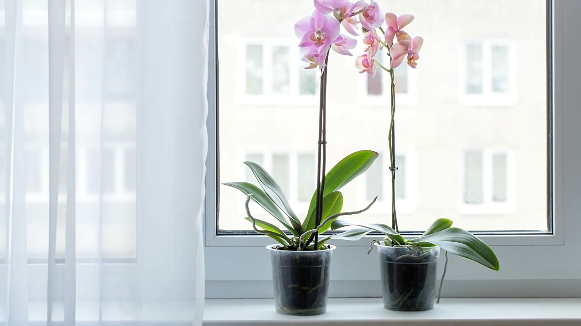 Orchideen Anbau für Anfänger