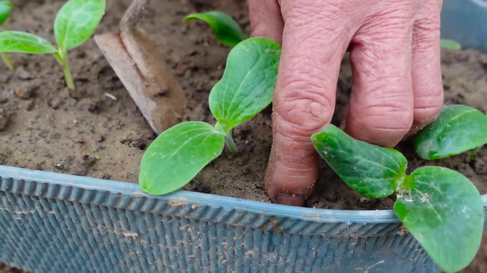 Zucchini anbauen: Einfache Anleitung