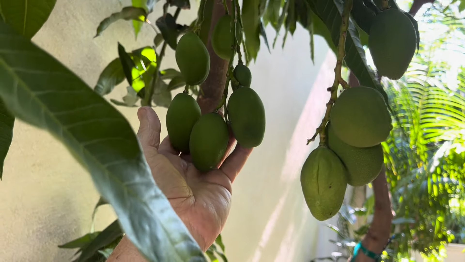 Mango Baum selber ziehen